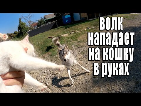 Волк нападает сзади на кошку. Разбудили хутор под вой. Веселое утро ! Ищем место под вольер волкам!!