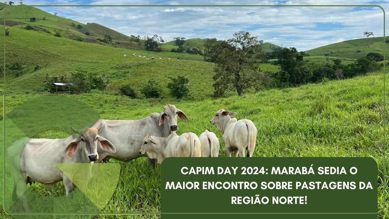 🔴 AO VIVO | GIRO DO BOI – CAPIM DAY 2024: MARABÁ SEDIA O MAIOR ENCONTRO SOBRE PASTAGENS DA REGIÃO