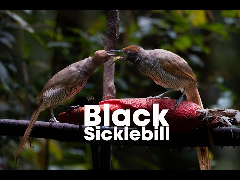 Female Black Sicklebill feeding a juvenile | 4K Video from West Papua | Birds of Paradise