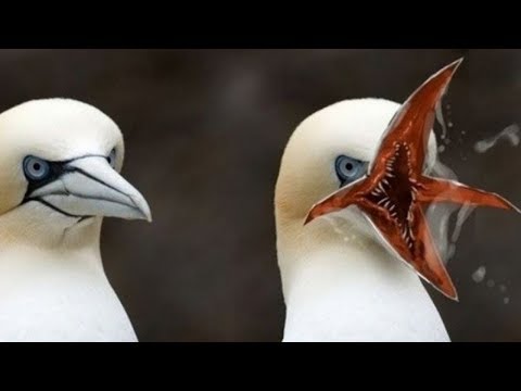 , title : 'أغرب 10 سلالات طيور في العالم - لن تصدق وجودها !!'