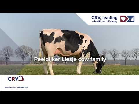 Peeldijker Liesje cow family, owner: Priems VOF, de Mortel