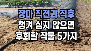 장마시작 직전과 직후 챙겨 심지 않으면 후회할 작물 5가지