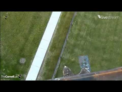 Cornell Redtailed Hawks D3 Fledges