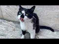 The Cute Tuxedo Cat Came To Me And Asked Me For Food And Petting