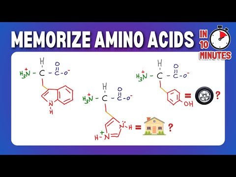Memorize and Draw the 20 Amino Acids