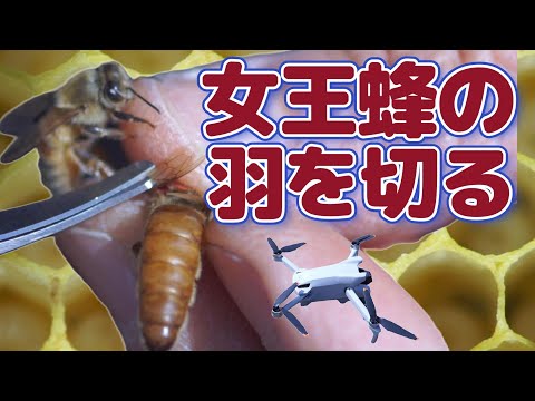 経済学科 晴蜂雨読㉓ ／女王バチの羽を切る (2024年4月、その3)／山崎亮一／日英字幕付き／Cutting the wings of queen bees (April 2024, Part 3)