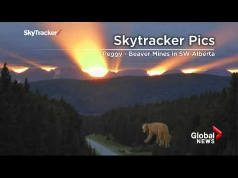 Storm the weather dog makes appearance on Global Toronto