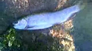 preview picture of video 'Rainbow trout Sand Creek wyoming near Ranch A'