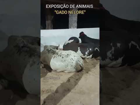 45° EXPOCECE - QUIXADÁ-CE #gadonelore #exposiçãoagropecuaria #ceará