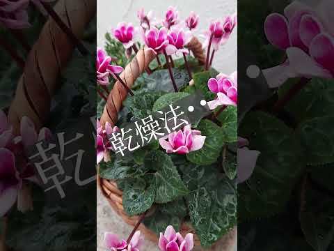 園芸 ヨーロッパシクラメン、パープルシクラメン、一般的なシクラメン、ピッグズローフ