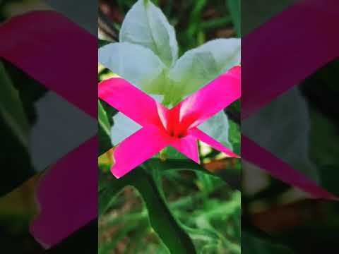 Sun athiya song#beautiful#trending #status#shorts#4k  #youtubeshorts 🌼🌼