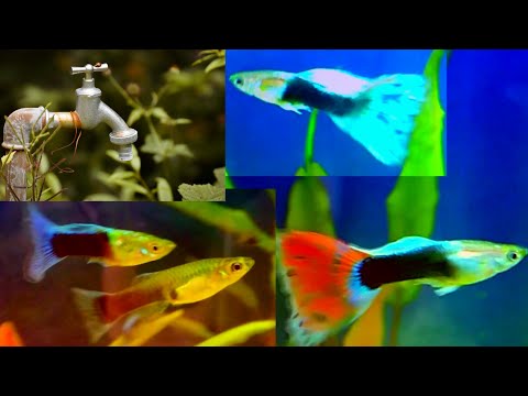 Aquarium water conditioner complete guide - how to remove Chlorine & Chloramine from your tap water