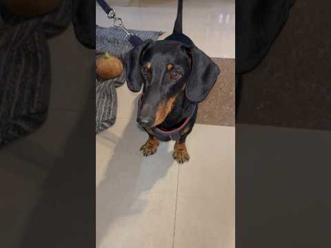 Dog barking | Dachshund #dachshund #crazzydonut #barking #dog #love #smalldog #doglover #viral  #yt