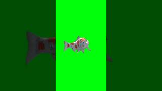 Download lagu Fish green screen | Green screen real fish #chromakey mp3 Download lagu Fish green screen | Green screen real fish #chromakey mp3
