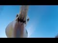 GoPro Awards Seagull Theft With Telemetry In 4K