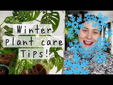 , title : '15 Winter Care Tips for Houseplants! | Winter Care Tips for Indoor Plants!