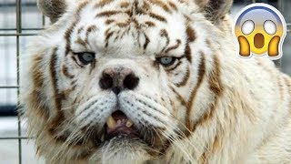 6 Animales Unicos en el Mundo