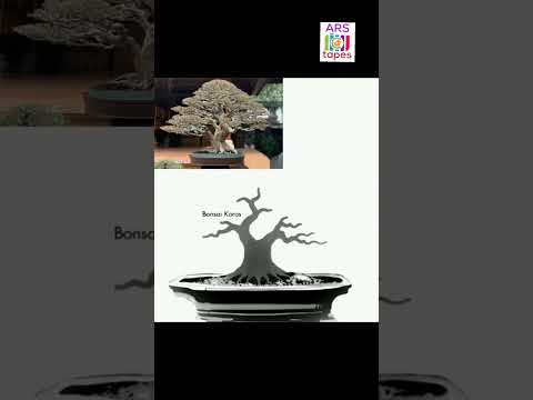bonsai tutorial for beginners 🌳🌳#viral #ytshorts #shorts #plant