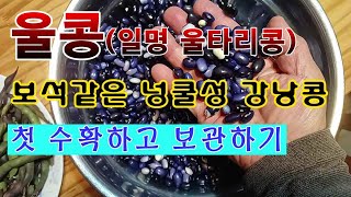 [텃밭농부 1,718]  보석 같은 울콩. 첫번째 수확. #울타리콩 #넝쿨성강낭콩재배