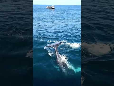 Thumbnail for Whale Watching with Captain Cook Cruises 2025