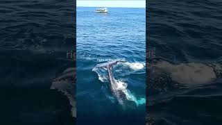 Whale Watching with Captain Cook Cruises 2025