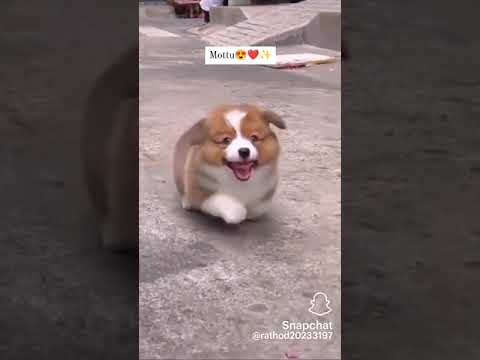 wow what a nice puppy 😘😊💜