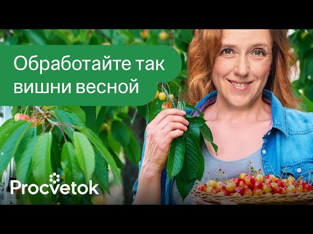 ГЛАВНАЯ ОБРАБОТКА ВИШНИ И ЧЕРЕШНИ ВЕСНОЙ! Эффективная схема обработок от биолога