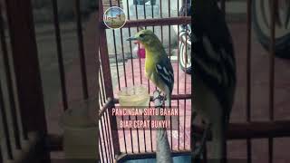 Download lagu Suara pancingan Burung Sirtu bahan agar cepat bunyi ! mp3