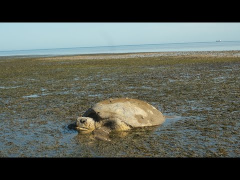 Rescuing a Loggerhead Turtle on Quandamooka Country / Australia