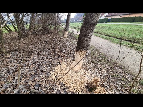 Sledi bobra v Ljutomeru