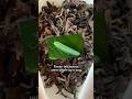 Thx To The Tea Jassid U A Real One Tea Bug Nature Jessesteahouse Oolong Gongfutea Gongfucha