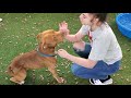 Pitbull Red Nose
