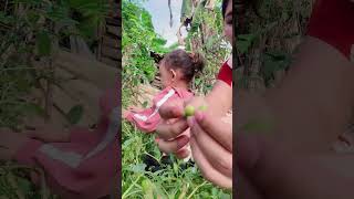 Download lagu Edisi masih panen buah Ciplukan/cecendet guys π€π€π€ mp3 Download lagu Edisi masih panen buah Ciplukan/cecendet guys π€π€π€ mp3