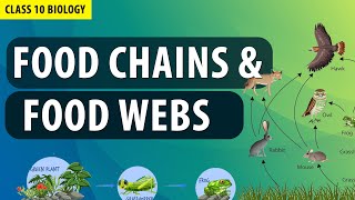 class 10 Our Environment in Animation | CBSE Class 10 Biology chapter 13 | ecosystem | NCERT Science
