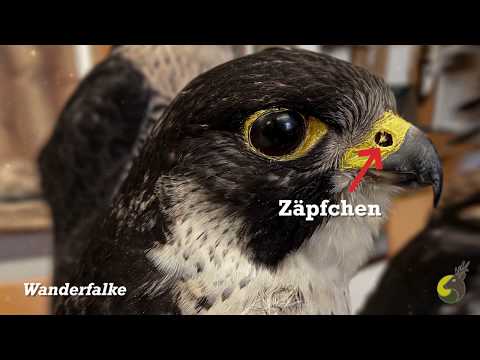 JS   Taggreifvögel   Zusammenfassung