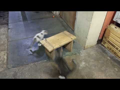 Trailers Kucing Liar Part 2