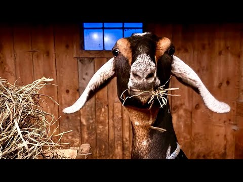 Sweet Pea the screaming goat! (She sounds like Tarzan!) 