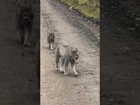dos magníficos ejemplares de lince, o gato montés en Huachinera, Sonora.