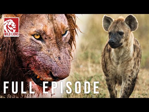 Hyena vs Lion: Clash of Predators in the Savannah (Full Episode) | Nature animal documentary