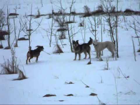 Flicka, Uashita and Enco