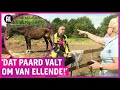 Paardenbeul aangepakt: ’Mijn hart is gebroken!’