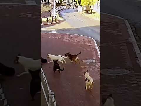 Dogs have a right to defend themselves🤣#funnyvideo #freepalestine #animals