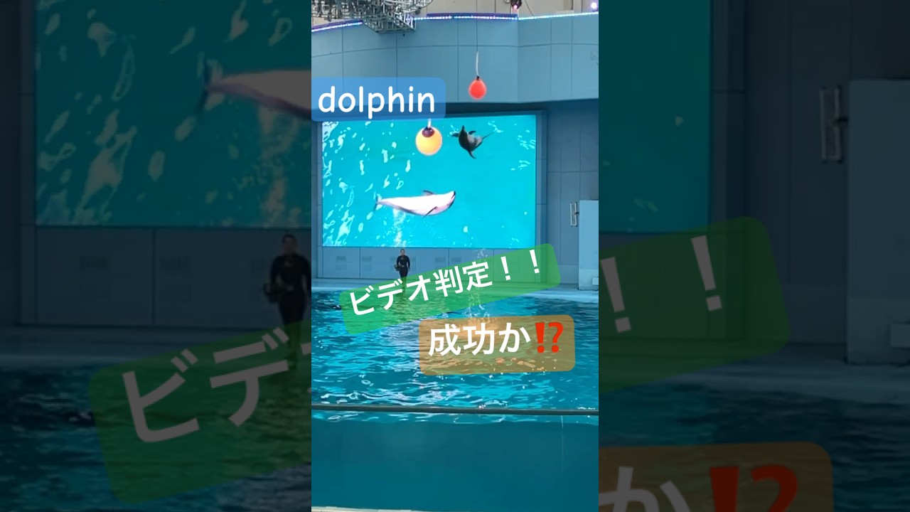 スロー撮影になってた #aquarium #dolphin #animals #イルカ #生き物 #1人時間 #japan#japantravel #japantravelguide #神奈川 #横浜
