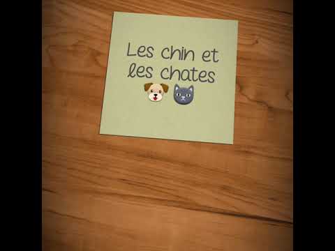 Les chin et les chate 🐶🐱