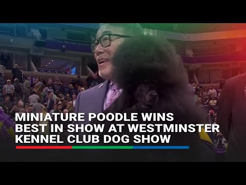 Miniature poodle wins Best in Show at Westminster Kennel Club Dog Show ABS-CBN News