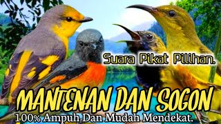 Download lagu SUARA PIKAT PILIHAN.‼️ MANTENAN DAN SOGON.. mp3