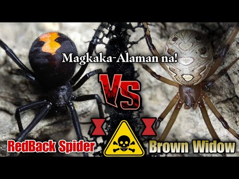 Red Back Spider Vs Brown Widow 🔥/ My Twist sa Dulo! Isa sa kanila ay IMUNE sa VENOM 😬