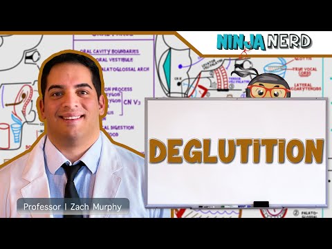 Gastrointestinal | Deglutition (Swallowing)