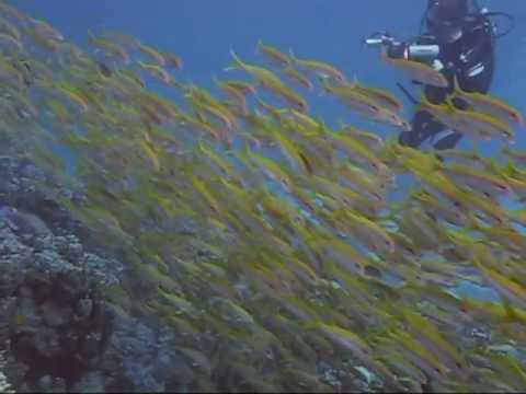 Brother Islands Tauchsafari 2011