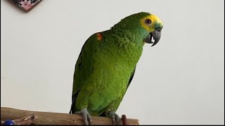 Veja o papagaio mais engraçado mais falante do mu